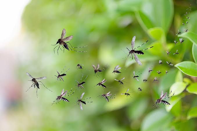 Mosquito Extermination in Karachi